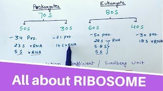 All about RIBOSOME [upl. by Enttirb]