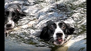 English Springer Spaniels jump in the lake of the Ozarks [upl. by Etnud998]