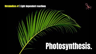 Photosynthesis clearly explained [upl. by Adnelg55]