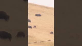 MONTANA’s BISONS 🦬 BUFFALOES 🦬 travel explore usa nature [upl. by Royden557]