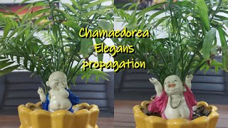 Chamaedorea Elegance  parlour palm  Table palm propagation [upl. by Beauvais]