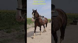 AXILES SOTUVDA YOSHI 9 DA BOI 165horse [upl. by Fates]