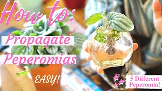 HOW TO PROPAGATE PEPEROMIAS 5 DIFFERENT TYPESEASY [upl. by Ydaj]