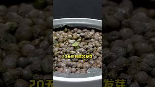 一颗草莓就能换一盆 种植小技巧 农业种植 植物生长过程 花卉绿植 种草莓 [upl. by Sharona]