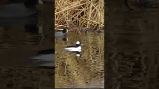 Race ya Bufflehead vs Coot birds birding birdwatching birdlovers birdshorts birdshortvideo [upl. by Morganstein151]