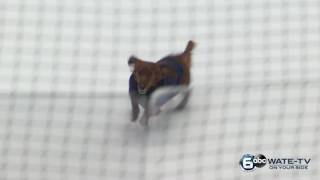 Ice Bears Weiner Dog Racing [upl. by Arnuad]