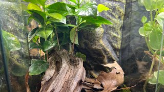 Crested Gecko Bioactive Setup [upl. by Grantley]