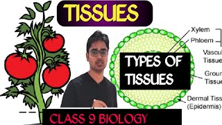 Class 9 Tissues Class 9 Tissues One Shot Class 9 Tissue [upl. by Gen]