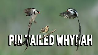 Beautiful BIRD  Pin Tailed Whydah [upl. by Hemingway]