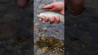 Watching a cutty swim from deep water to eat your fly is an indescribable feeling🤯fishing [upl. by Pozzy194]