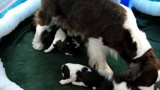 Floras puppies WANT to NURSE [upl. by Rosalind]