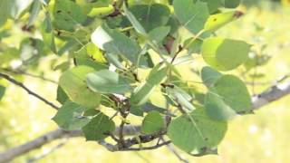 Plants To Know Quaking Aspen [upl. by Adnwahsar]