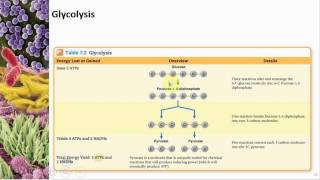 Chapter 07 Microbial Metabolism  Cowan  Dr Mark Jolley [upl. by Allesiram]