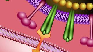 Inhibiteurs de la neuraminidase  Mode d’action en français [upl. by Publias890]