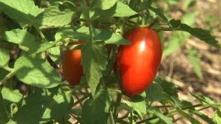 Caging and Trellising Tomatoes  At Home With P Allen Smith [upl. by Ttik500]