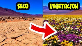 NO CREERÁS QUE ESTO EXISTE🪨🤯2 desierto atacama like viralvideo more [upl. by Tadashi]