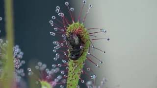 Carnivorous plant wraps itself around prey 6 [upl. by Artim]