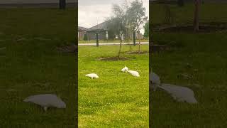 ❤️🧿🕊️ Sulphurcrested cockatoo🕊️💐❤️love yourself ❤️❤️ [upl. by Yorick496]