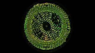 153hz Water Cymatics [upl. by Herrod750]