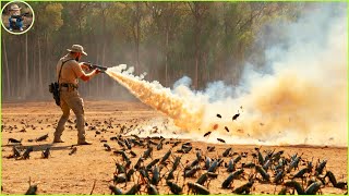 How Do Hunters And American Farmers Deal With Millions Of Wild Boars invasive crickets and kangaroo [upl. by Tnattirb]