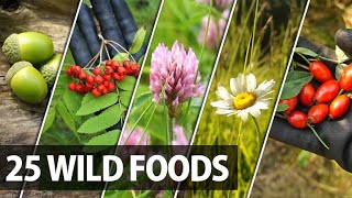 25 Edible Plants Berries and Trees for Wilderness Survival [upl. by Nois]