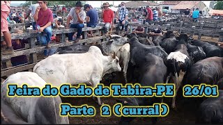 Feira do Gado em Tabira dia 2601 Parte 2 Curral [upl. by Frentz]