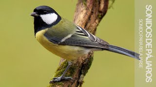 3 HORAS de Sonidos Relajantes de Pájaros Cantando ➤Alivia el Estrés y la Ansiedad ➤Sueño Profundo [upl. by Tillinger901]