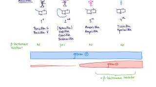 Brandls Basics Betalactam antibiotics  The Penicillins [upl. by Leverett]