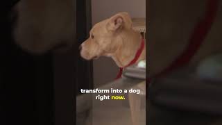 Cesar Millan PROVES Anxious Dogs Can Change dogwhisperer dog cesarmillan [upl. by Zuleika]