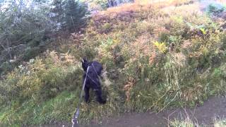 Deer in Grand Manan [upl. by Thielen775]