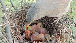 Wild common babbler feeding first food for new born baby birdsandbaby8259 [upl. by Nae956]