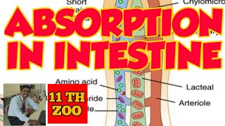 ABSORPTION IN INTESTINE  TAMIL EXPLANATION [upl. by Catie402]