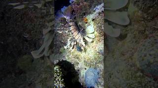 Lionfish Hunting Viral trending scubadiving nightdive fishing marinecreatures Hunting [upl. by Akiemehs728]