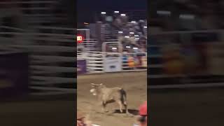 Bull jumps fence into rodeo crowd launches woman into air [upl. by Nimajnab]