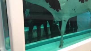 DAMIEN HIRST COW AT TATE MODERN LONDONMOV [upl. by Narik221]