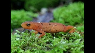 Tips for Breeding Newts and Salamanders  And why its Important [upl. by Batholomew]