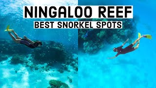 Ningaloo Reefs BEST Snorkel Spots Cape Range National Park Western Australia [upl. by Bakeman454]