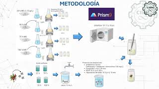 IQCIIIM202456 Propagación in vitro de Tradescantia spathacea [upl. by Lucais]