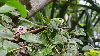 A green forest lizard that is both cute and young is swaying its head up and down lizard wildlife [upl. by Cherise]