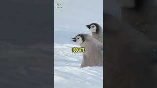 Bravery in the Antarctic Adélie Penguin to the Rescue penguin nature antarctica [upl. by Siari]