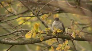 Blackcap Singing [upl. by Chrystel]