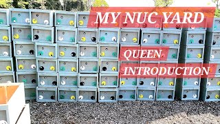 MY NUC YARD AND QUEEN REARING bees beequeen nuc beenuc beekeeper [upl. by Lhamaj]