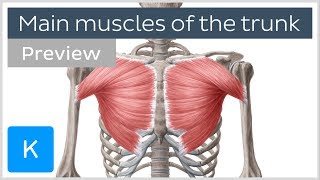 Main muscles of the trunk preview  Human Anatomy  Kenhub [upl. by Eelynnhoj]