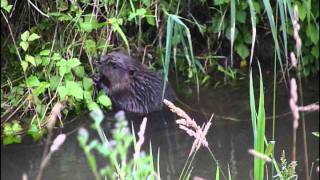 Junger Biber 1 jährig auf Nahrungssuche   Castor fiberEuropäischer BiberEurasian Beaver [upl. by Lorenza]