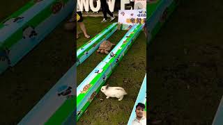 tortoise and rabbit race shortsvideo [upl. by Eelahs179]