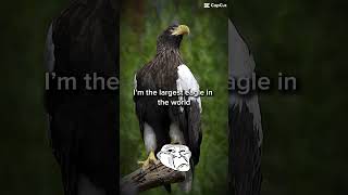 The Haast’s eagle eagle extinct edit [upl. by Rabbaj]