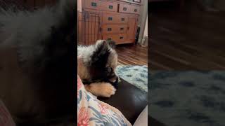 Is my Pinsky a cat or a dog😂😂😂 dog cat pomsky cattoy [upl. by Ramah]