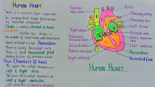 human heart structure and function [upl. by Arnelle]