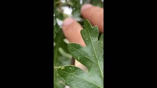 Mogollon Rim Plant Walk  Oaks Red Root Wild Geranium [upl. by Einnad]