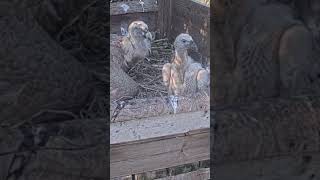 Griffon Vulture nestling is so so cute birds animals wildlife nature congrats [upl. by Lupita167]